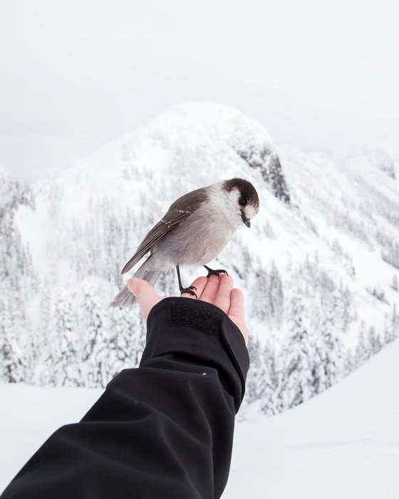 Birds sits on a man’s hand at beautiful snowy landscape