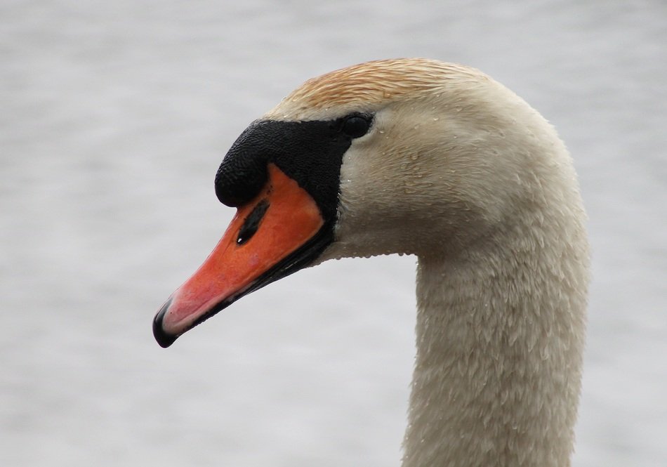 Swan's elegant head