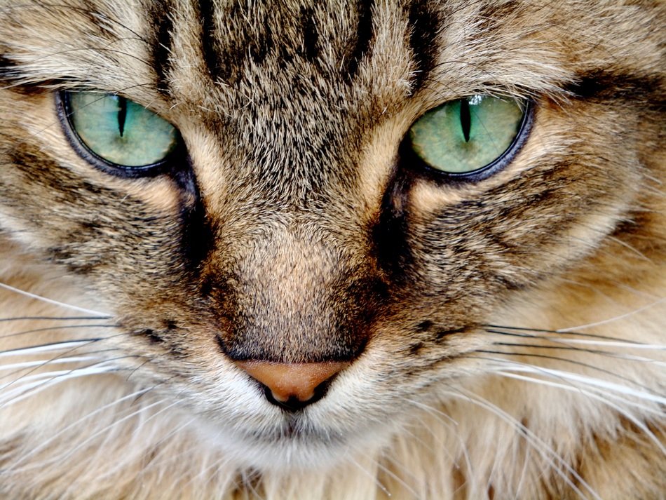 Portrait of the cat with the greeb eyes