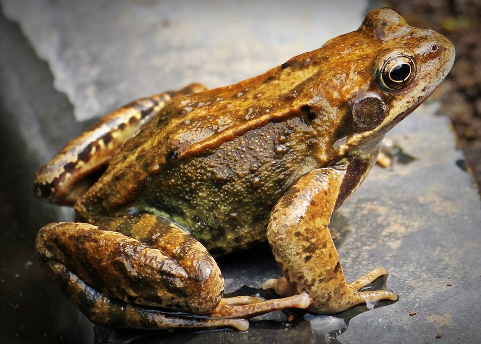 frog on the wet road