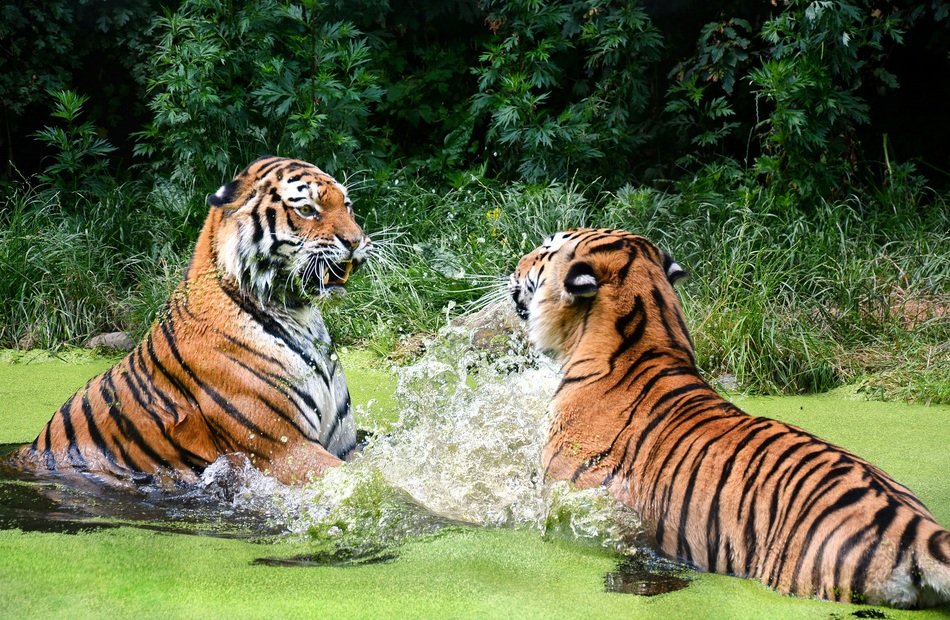 tiger fight in the swamp