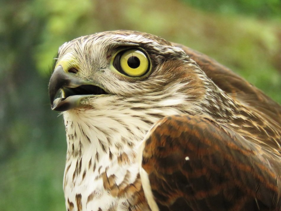 Sbig bird of prey