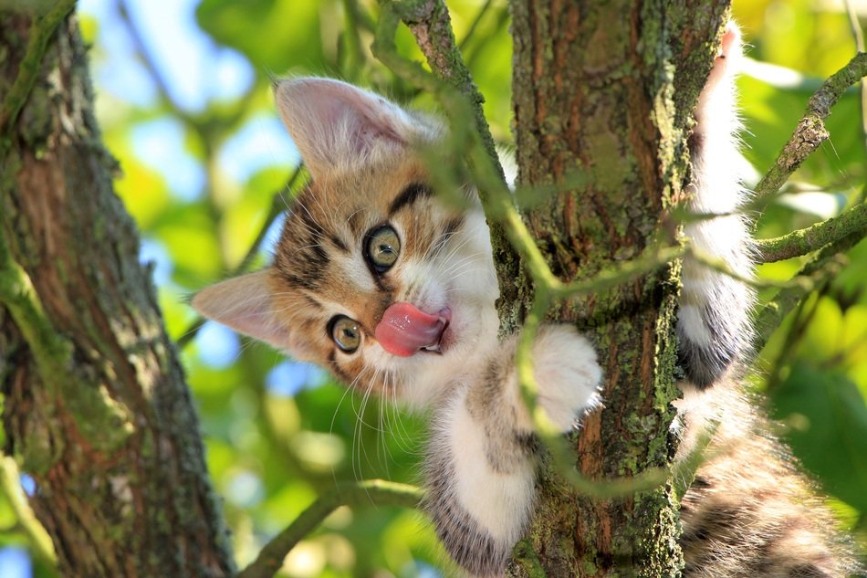 magnificently beautiful Cat on Tree