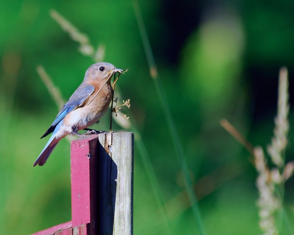 small Bluebird with grass in beak