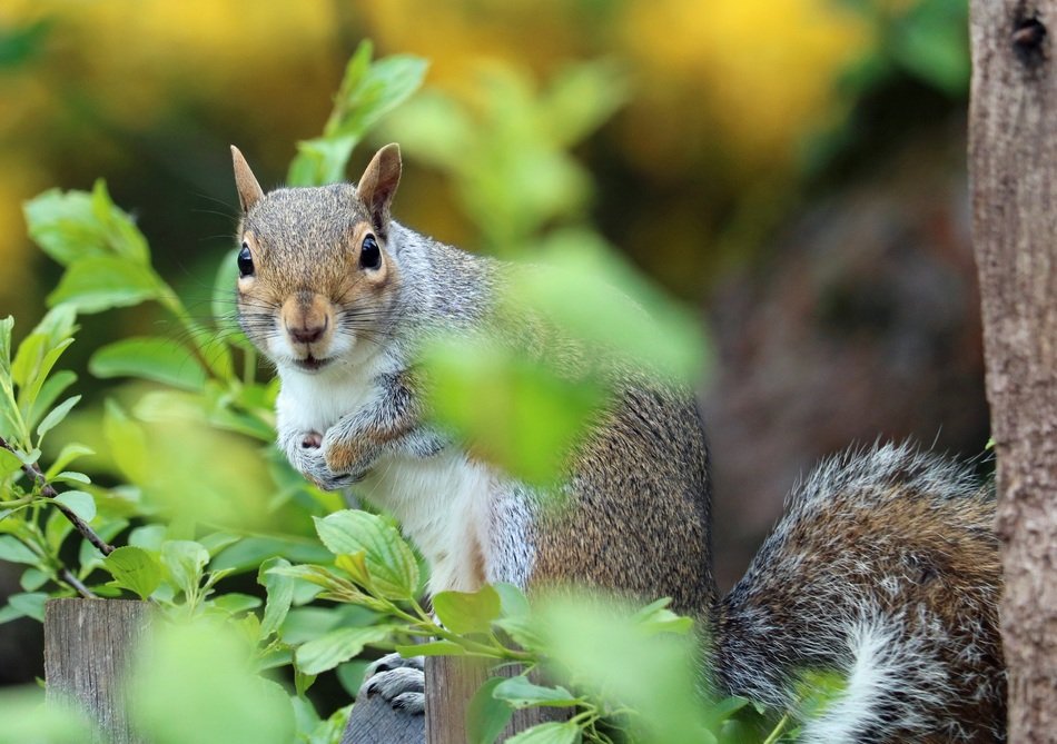 Squirrel with black eyes