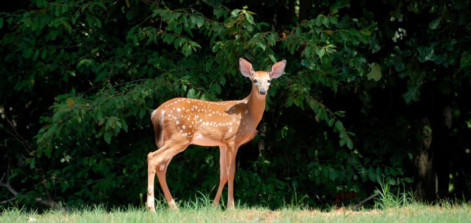 photo of the fawn deer