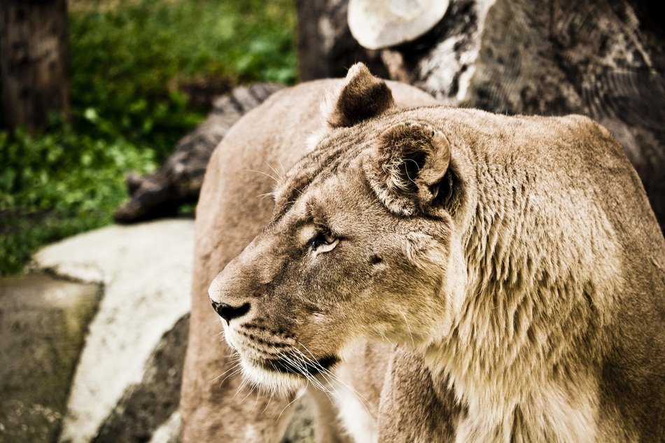 lioness in the animal kingdom of the savannah