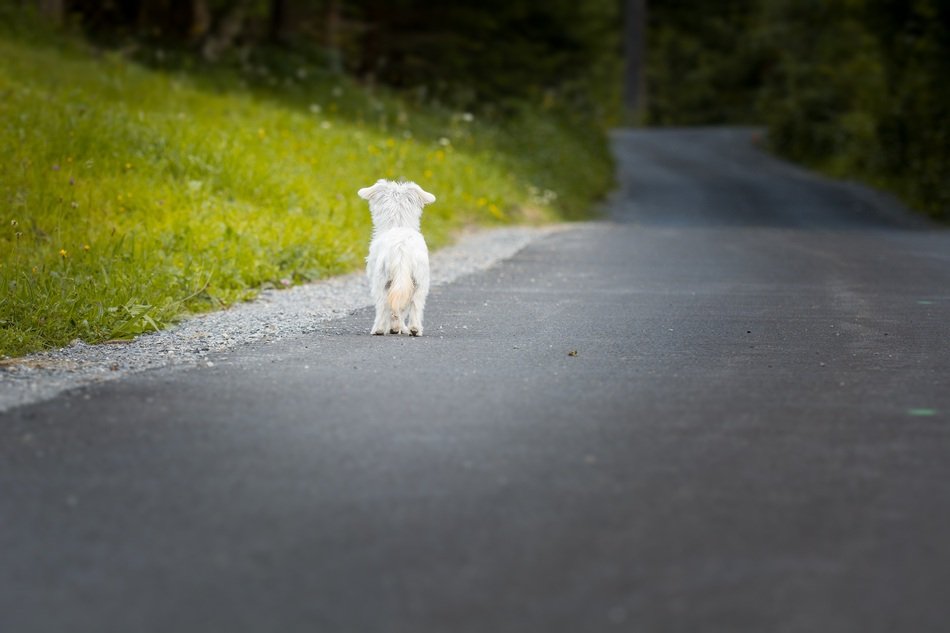 little white dog on the highway