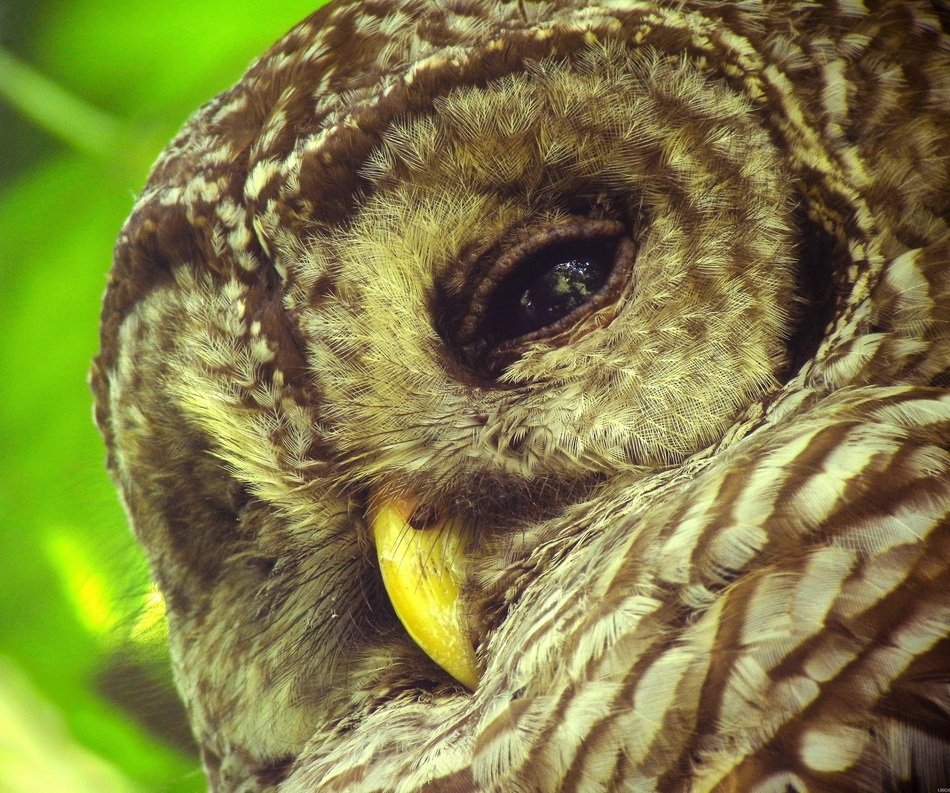 portrait of a beautiful owl in the wild
