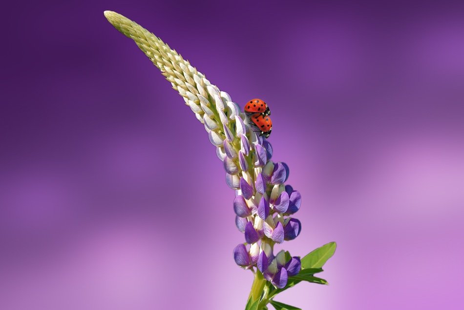 mating ladybug on the garden flower