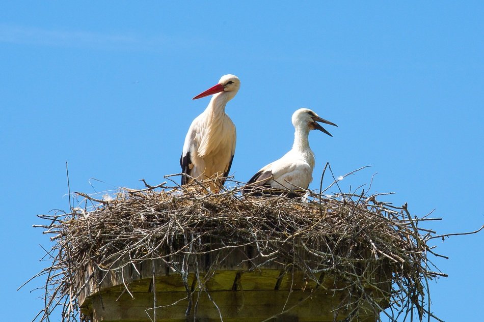 stork nest on the blue skyb