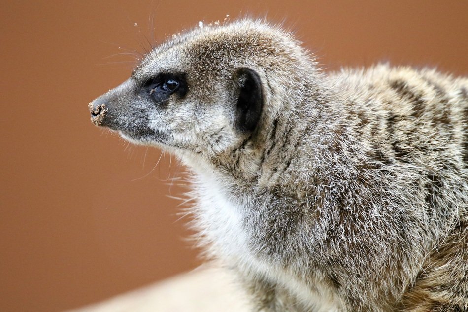 meerkat near the wall