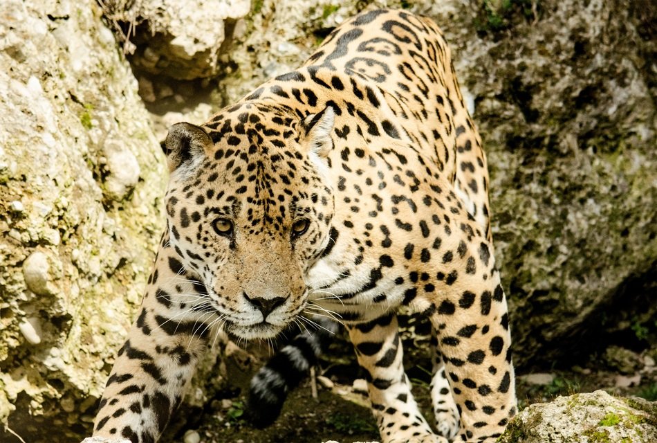 photo of a leopard on the hunt