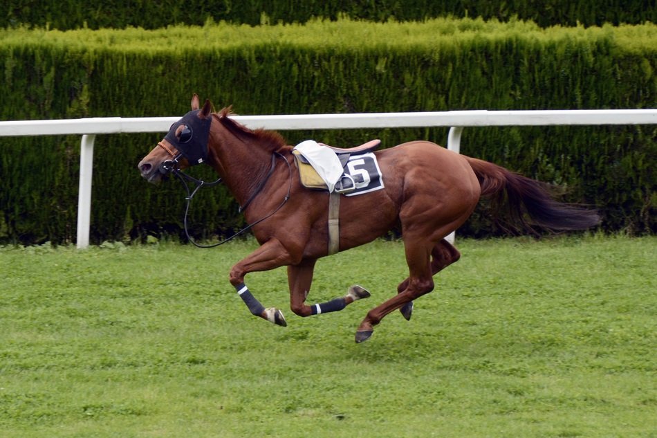 brown horse at the race