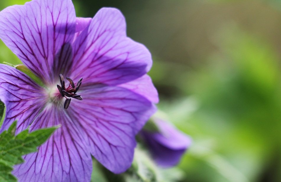 closeup of a cranesbill flower