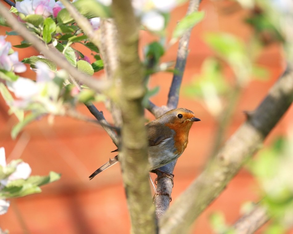 Beautiful and colorful robin bird on the tree