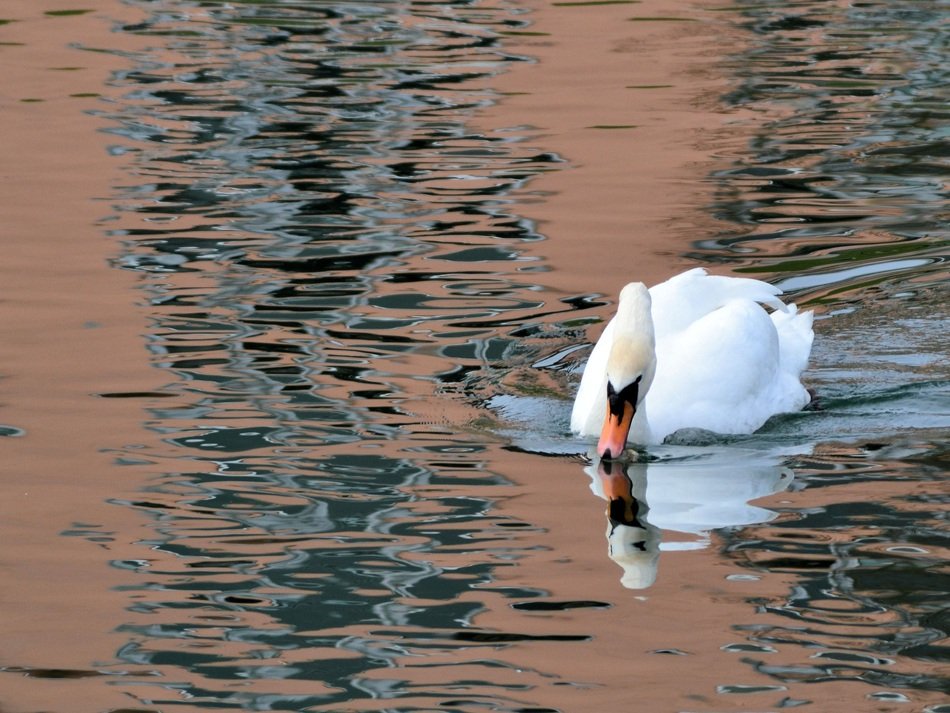 white Swan Bird Water Mirroring