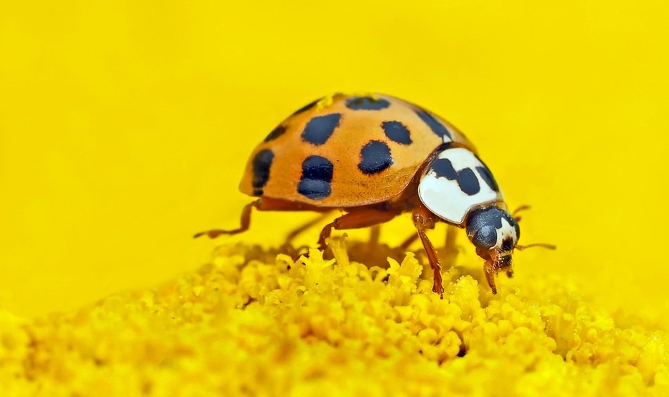 Harmonia Axyridis Ladybug
