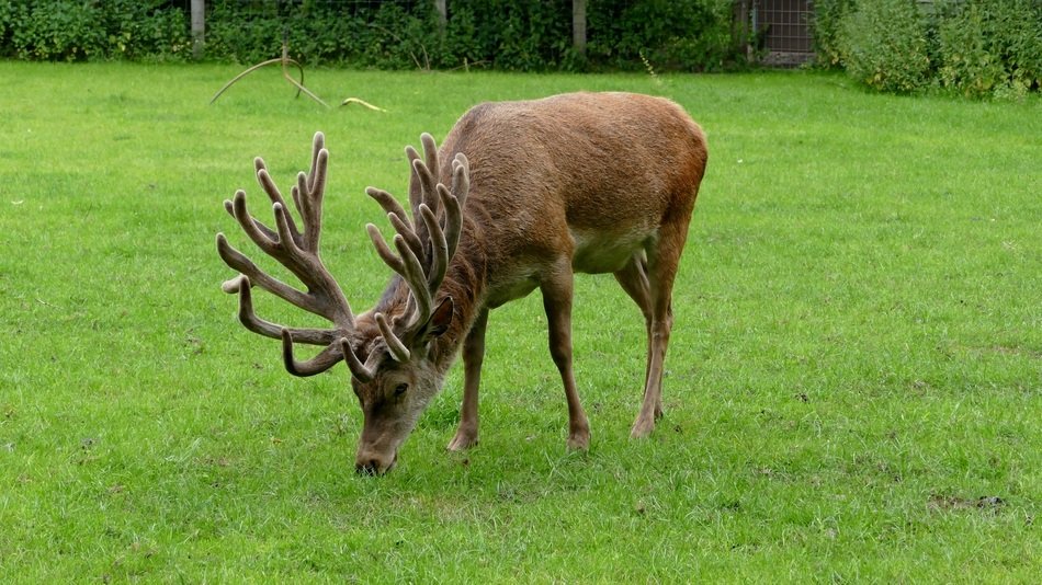 Beautiful deer grazing, germany, Wild and leisure park Ostrittrum