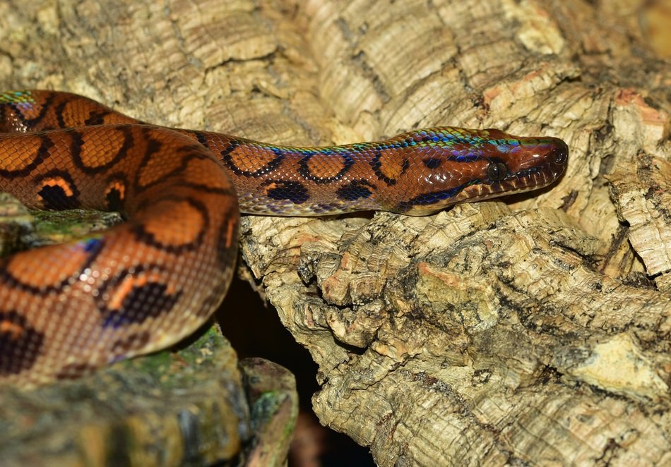 perfect beautiful Rainbow Snake