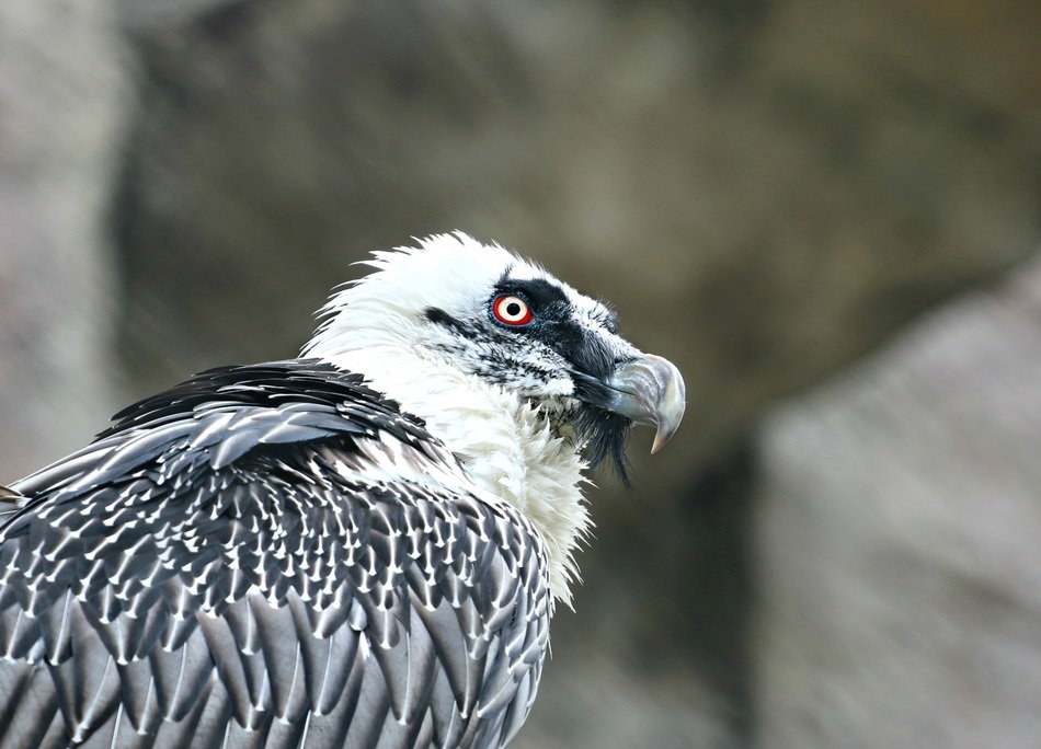 gray eagle on the background of nature