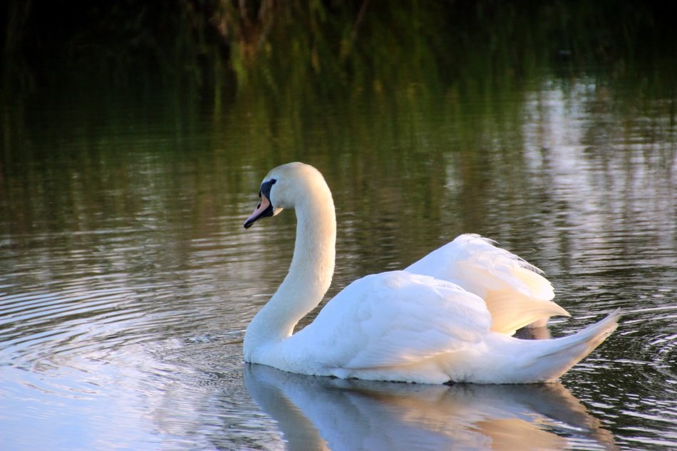 graceful swan on the water