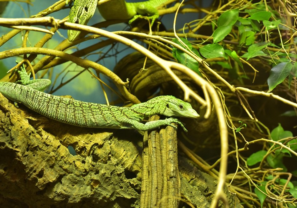 picture of the Lizard in the animal world
