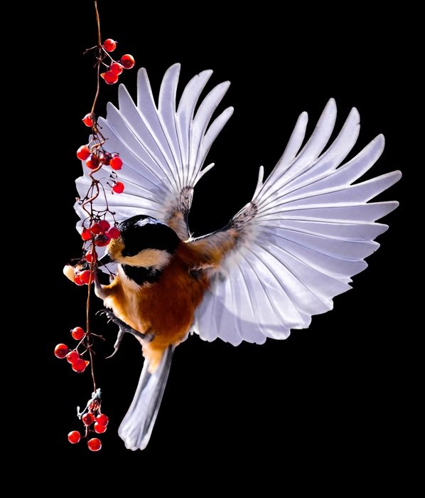 Bird in flight eating berries