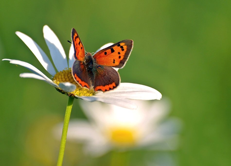 small copper in wildlife