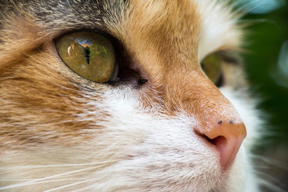 Portrait of the beautiful colorful cat