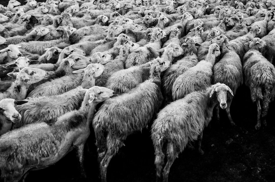 grey Sheep Flock