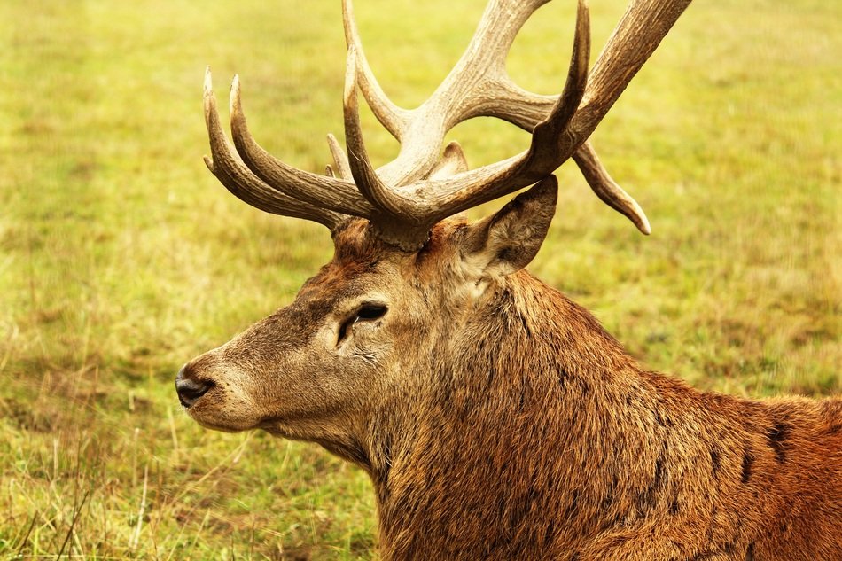perfect beautiful Deer