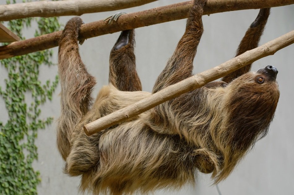 Sloth hanging on the Tree