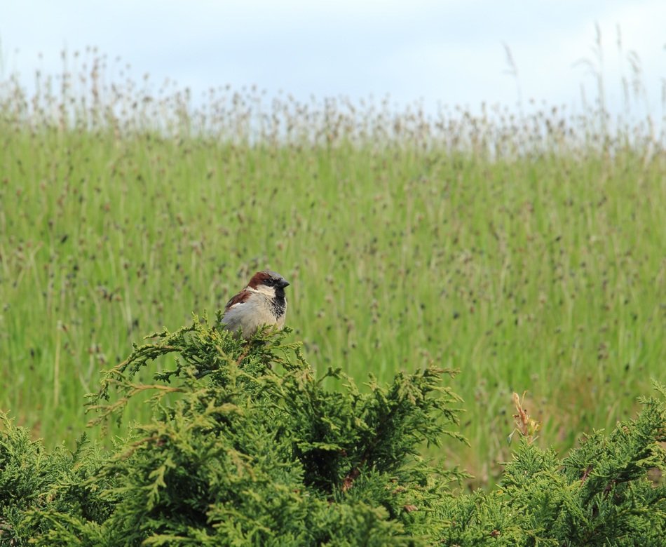 Chickade bird on the plant