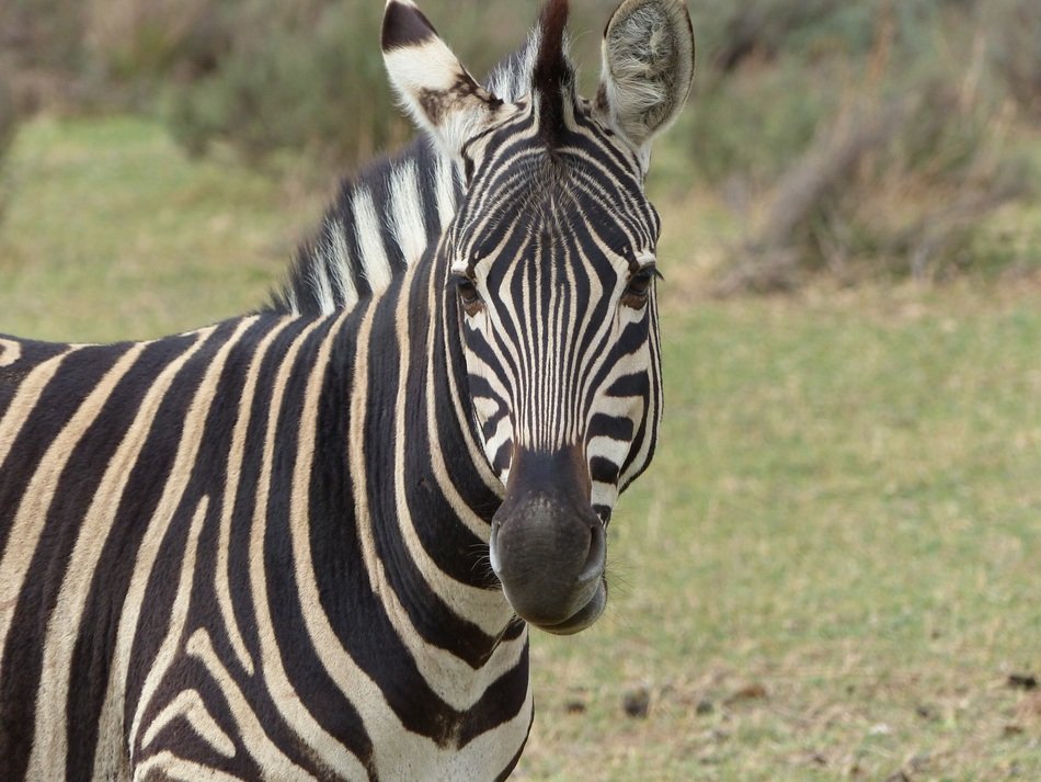 perfect beautiful Zebra