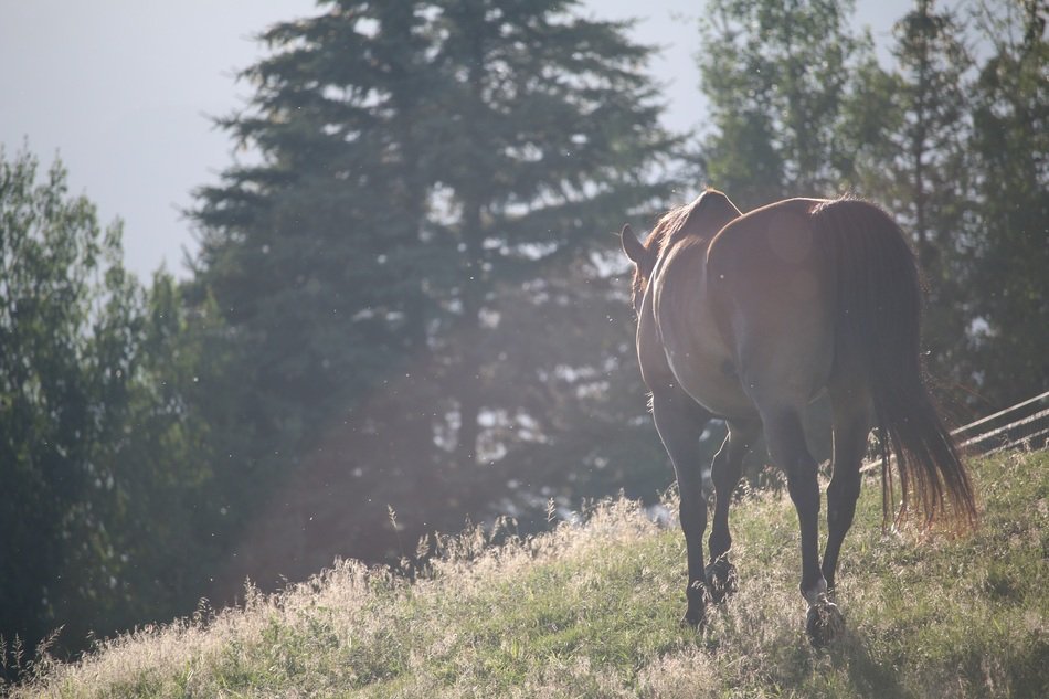 horse on the meadow in the morning