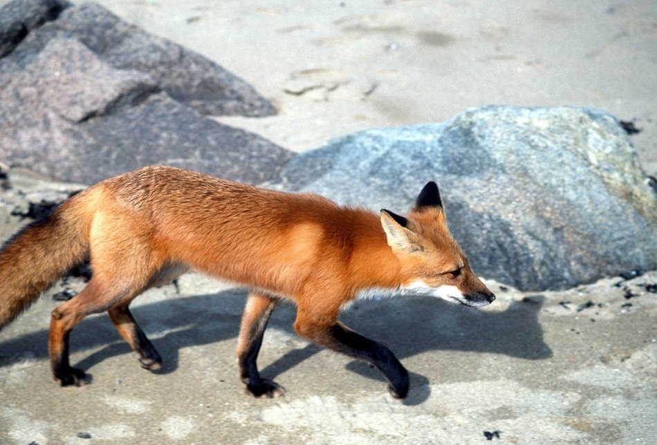 perfect beautiful Red Fox