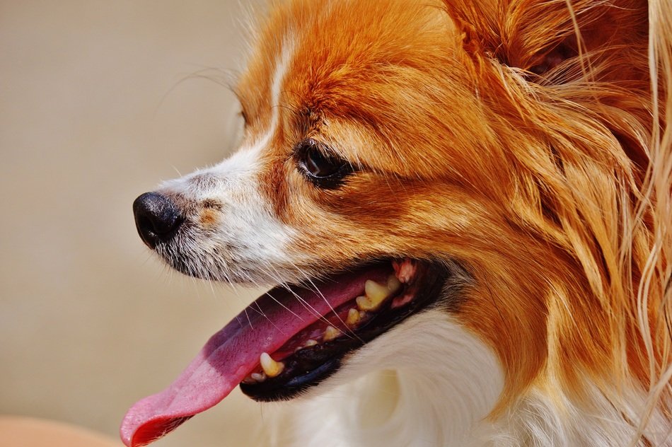 Cute colorul small dog stuck out her tongue