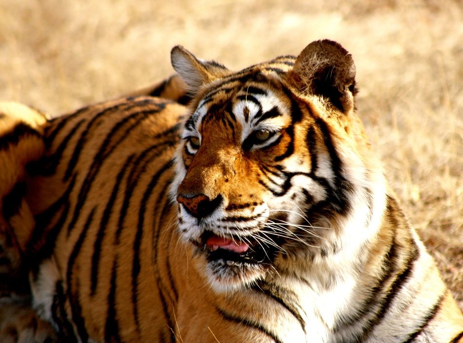 Beautiful and colorful tiger in habitat in asia