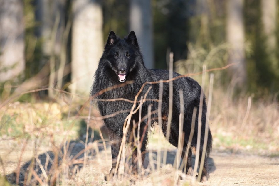 portrait of beautiful belgian black dog