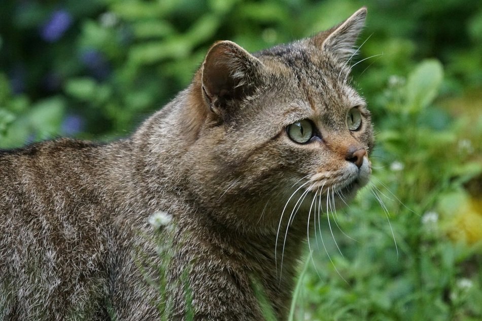 wild forest cat on a background of green trees