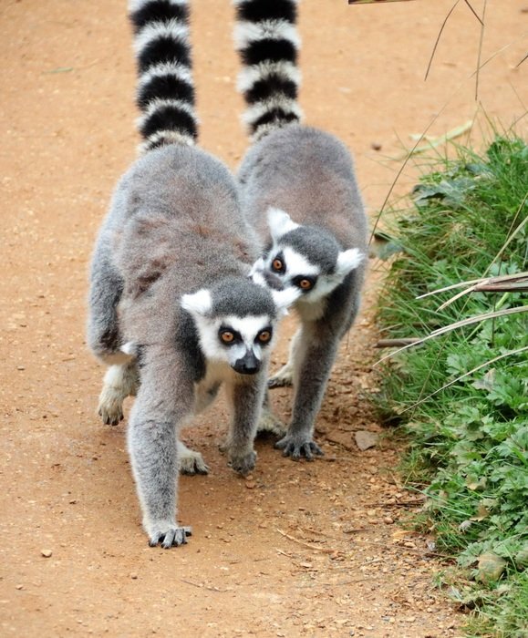 pair of lemur