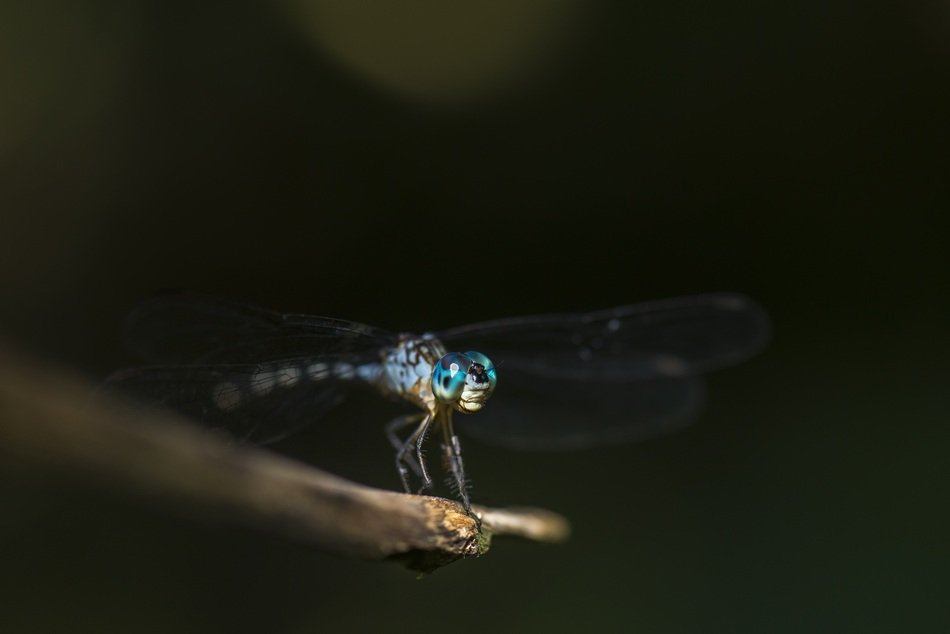 dragonfly with bright blue eyes in the dark