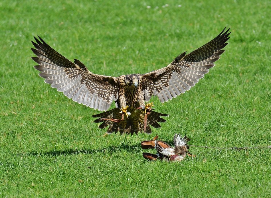 Falcon in the Wildpark