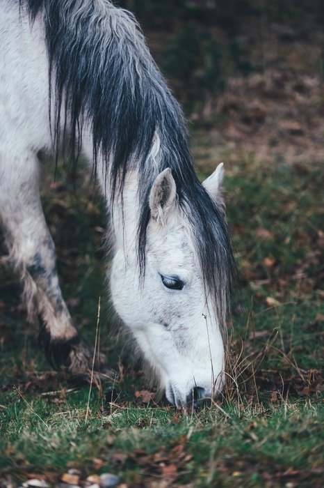 white pony Horse Grazing outdoors