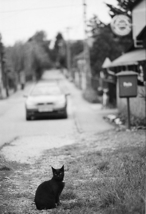 black cat on the road in front of the car