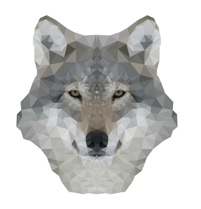wolf head on white background