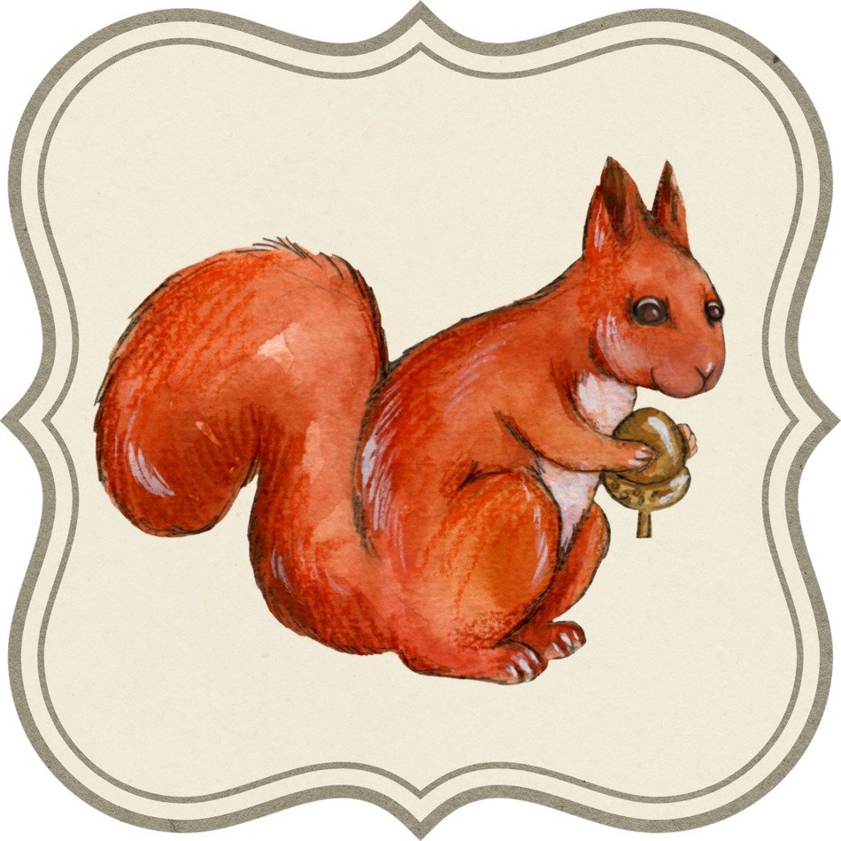 Label Squirrel drawing
