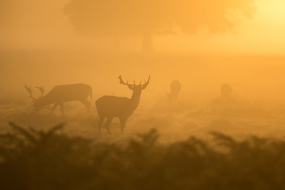 deer in the morning fog