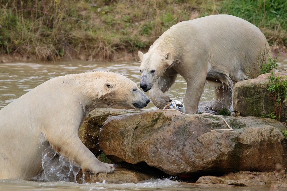 playful white bears